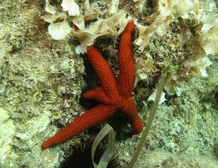 Echinaster sepositus a 4 braccia e una albina!
